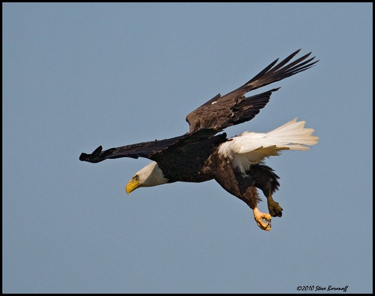 _0SB0741 american bald eagle.jpg